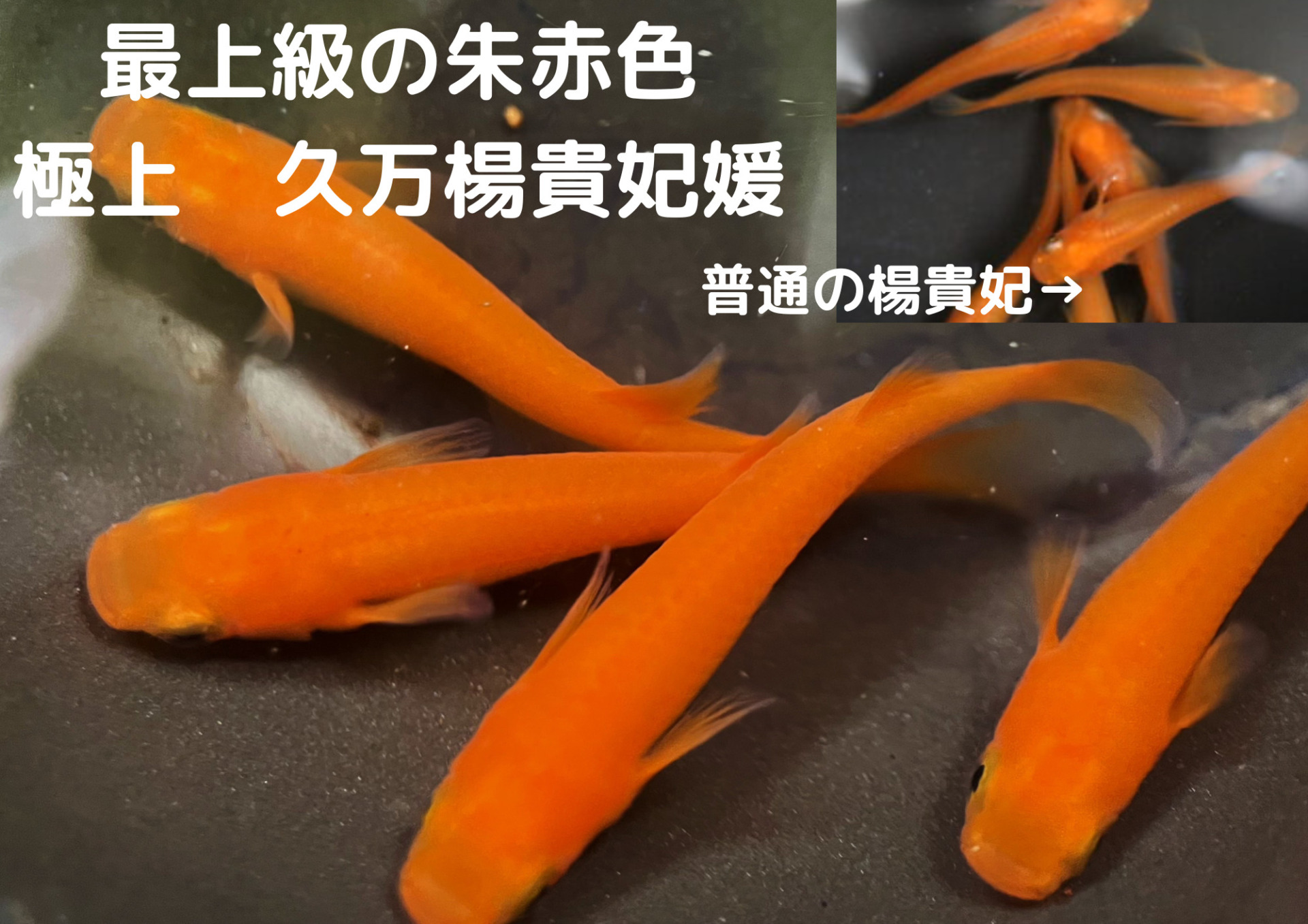 【兵庫メダカ】王妃メダカ　夢中メダカ様から購入　極上　種親は黄色色素しっかり　有精卵20個+α 楊貴妃メダカの特徴や飼育方法、繁殖や固定率、相場や価格などについて