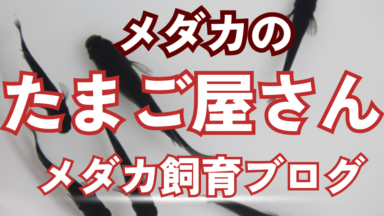 令和サファイア（令和黒ラメ幹之サファイア系）の特徴や飼育、繁殖、固定率や値段について徹底解説！ – メダカの卵販売専門店「メダカのたまご屋さん」